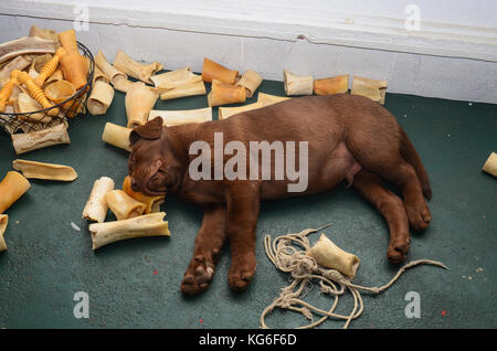 Chocolate lab puppy taking a nap on his pile of chewing bones in puppy heaven. Stock Photo