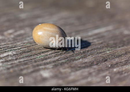 Zecke Stock Photo