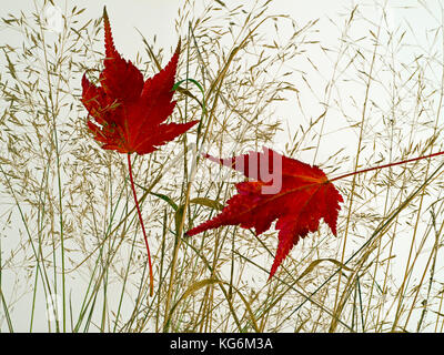 Japanese Maple Acer palmatum Fallen Leaves on grass Stock Photo