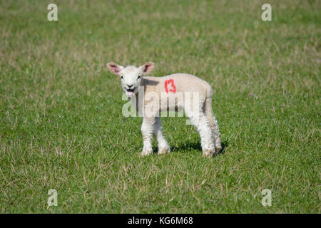 Cute happy baby newborn lamb in a field in spring with number thirteen Stock Photo