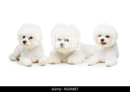 beautiful bichon frisee dogs Stock Photo