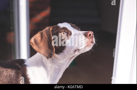 Stray dog, saved from the streets, found himself a new home Stock Photo