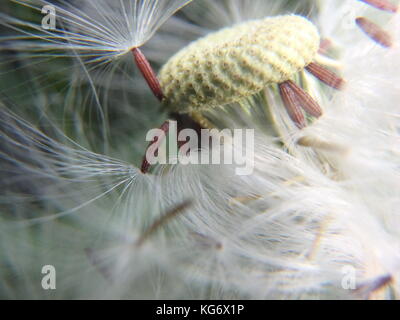 Flowing Dandelion Stock Photo