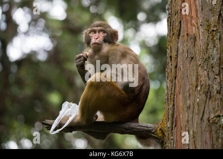 Macaque monkey sitting on tree branch and eating food stolen from tourists in Zhangjiajie National Forest Park, Hunan Province, China Stock Photo