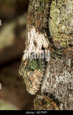 Head down Mossy leaf-tailed gecko (Uroplatus sikorae) imitating colour and structure of a tree trunk, Andasibe National Park, Madagascar Stock Photo