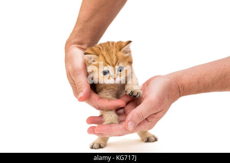 Little orange kitten under the protection of men's hands, isolated on white Stock Photo