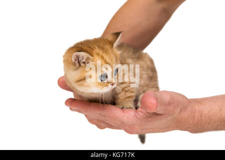 Little orange kitten under the protection of men's hands, isolated on white Stock Photo