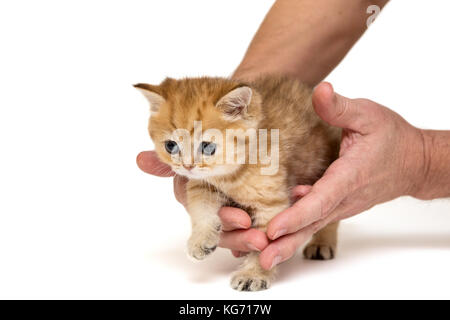 Little orange kitten under the protection of men's hands, isolated on white Stock Photo