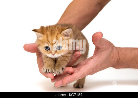 Little orange kitten under the protection of men's hands, isolated on white Stock Photo
