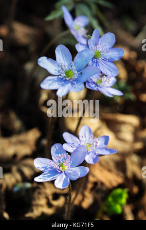 Liverleaf (liverwort) flowers in spring forest, natural background ...