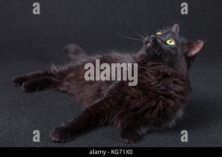 Curious black cat lying down on the side and looking up on a dark background. Long hair Turkish Angora breed. Adult female / cat black lying down Stock Photo