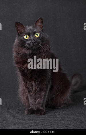 Cute black cat sitting, facing and looking at the camera acting curious on a dark background. Long hair Turkish Angora breed. Adult female / pedigree Stock Photo