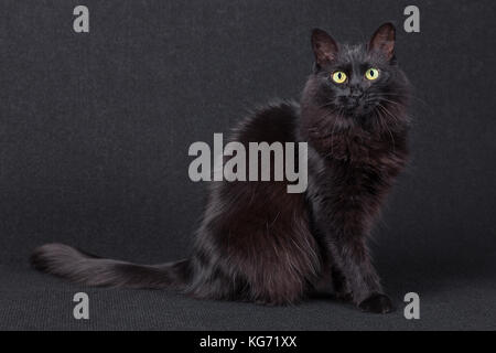 Portrait of a cute black cat sitting sideways and looking at the camera on a dark background. Long hair Turkish Angora breed. Adult female / bad luck Stock Photo