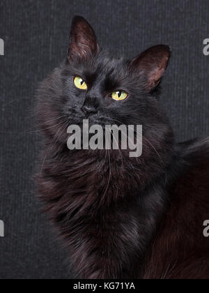 Cute black cat sitting in profile, looking at camera with sleepy eyes on a dark background. Long hair Turkish Angora breed. Adult female / cat black Stock Photo