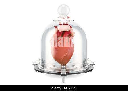 Human heart covered by glass bell, health insurance concept. 3D rendering Stock Photo