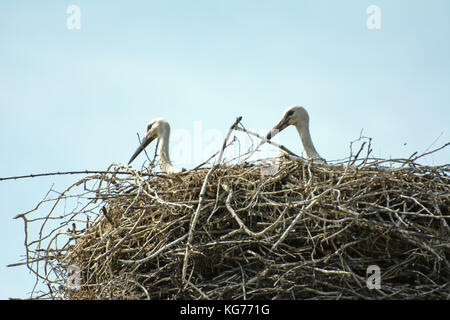 Two young storks sitting in their nest - closeup only with heads and neck visible Stock Photo