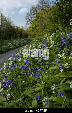 Beautiful flowery roadside verge in spring, with bluebells, wild garlic etc. near Powerstock, Dorset Stock Photo