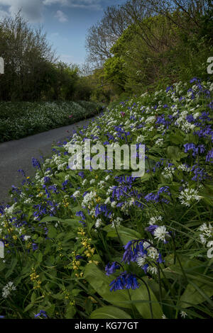 Beautiful flowery roadside verge in spring, with bluebells, wild garlic etc. near Powerstock, Dorset Stock Photo