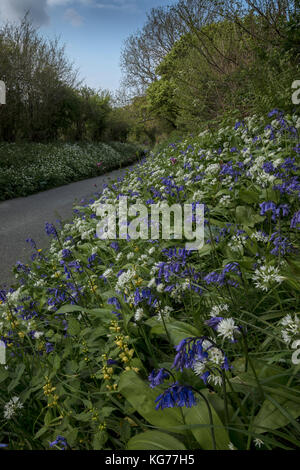 Beautiful flowery roadside verge in spring, with bluebells, wild garlic etc. near Powerstock, Dorset Stock Photo