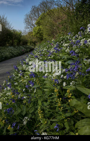 Beautiful flowery roadside verge in spring, with bluebells, wild garlic etc. near Powerstock, Dorset Stock Photo
