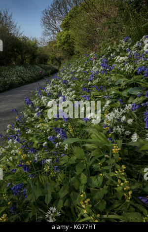 Beautiful flowery roadside verge in spring, with bluebells, wild garlic etc. near Powerstock, Dorset Stock Photo