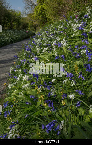 Beautiful flowery roadside verge in spring, with bluebells, wild garlic etc. near Powerstock, Dorset Stock Photo