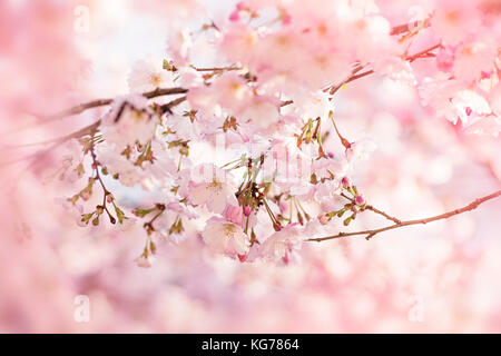 Close-up image of cherry tree blossom Stock Photo - Alamy