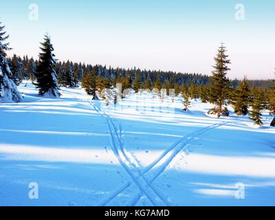 Two ways for cross country skiing in winter mountains. Wintry landscape with cross country skiing ways between trees. Stock Photo