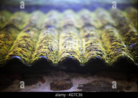 Moss on a currugated iron roof Stock Photo