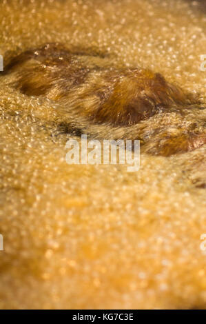 Bubbling golden liquid / Boiling Stock Photo