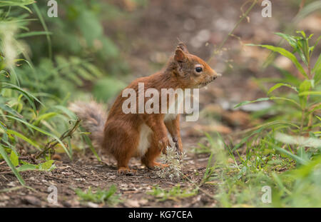 Red squirrel, on a path, close up Stock Photo