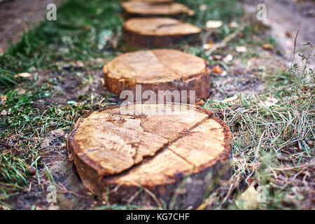 Path of stumps. Garden path way from cut stumps, walkway of cross section of tree trunks. Stock Photo