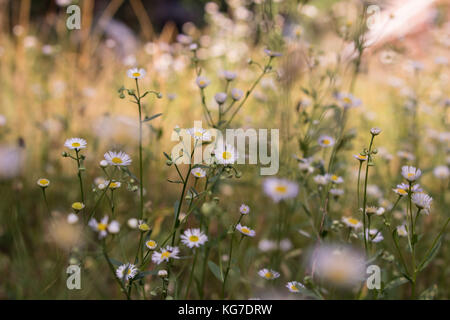 Wildflowers growing in the field, highlighted by the afternoon sun. Stock Photo