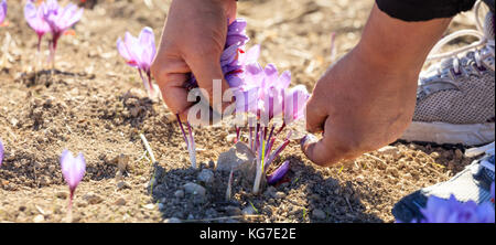 Worker harvesting crocus in a saffron field at autumn, closeup on the hands Stock Photo