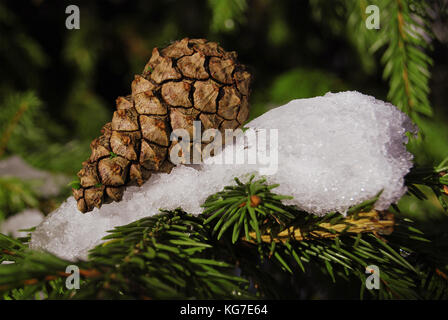 One pine cone lies on a spruce paw in the snow Stock Photo