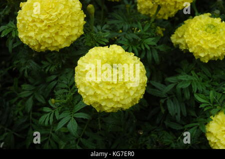 A cluster of yellow carnations growing on a bush. Some buds are hidden amongst the green foliage. Stock Photo