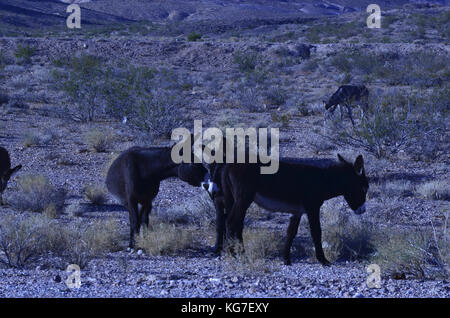 Wild burros in Mojave desert Stock Photo