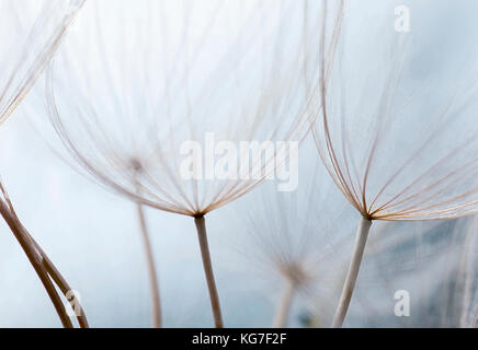 Close up macro image of dandelion seed heads with delicate lace-like patterns, on the Greek island of Kefalonia. Stock Photo
