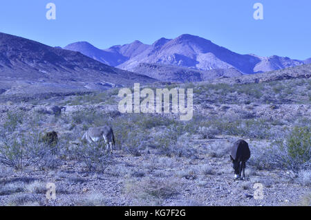 Wild burros in Mojave desert Stock Photo