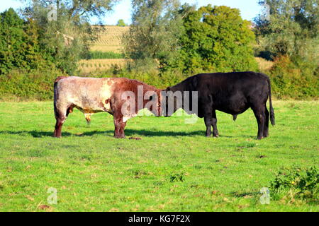 shorthorn and angus bulls fighting for dominance Stock Photo