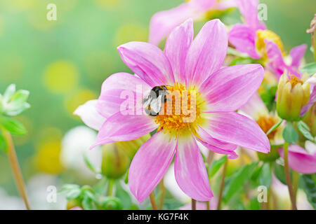 Large black bumble bee collects nectar on a dahlia. Focus on a flower. Shallow depth of field.