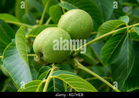 Walnuts keep up on a tree Stock Photo