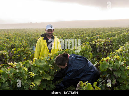 Vezernay, France - September 10, 2017: Harvest of Pinot Noir grapes in the Champagne region with workers in the vineyard on a misty morning. Stock Photo