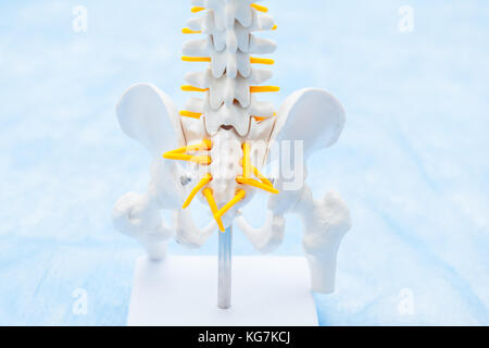 Close up human pelvis skeleton model. Medical clinic, education concept. Selective focus. Space for text. Stock Photo