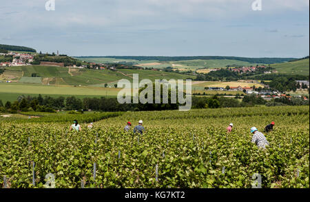 Leuvrigny, France - June 8, 2017: Workers in the vineyards in Champagne district, France, with Chatillon-sur-Marne in the background. Stock Photo