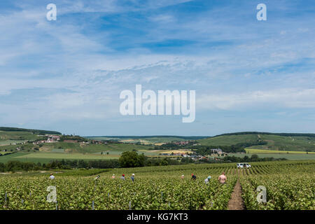 Leuvrigny, France - June 8, 2017: Workers in the vineyards in Champagne district, France, with Chatillon-sur-Marne in the background. Stock Photo