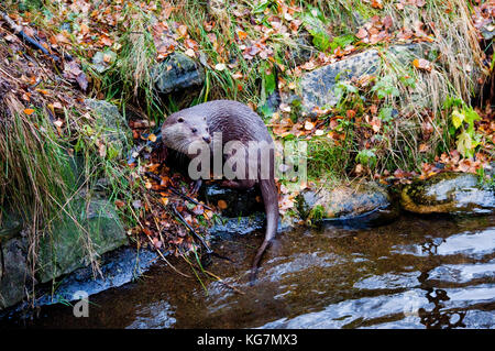 A European Otter (Lutra lutra) swimming in a stream in Scotland. This animal was photographed in captivity Stock Photo