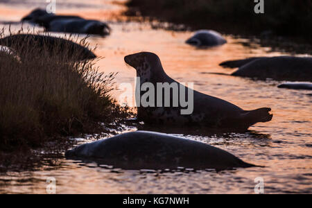 A grey seal at Donna Nook National Nature Reserve in Lincolnshire where pups have been born. Stock Photo