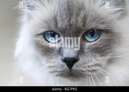 Neva Masquerade Siberian cat Stock Photo