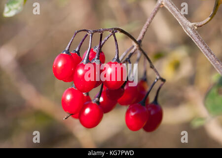 Solanum dulcamara berries shining in the autumn sun. Stock Photo